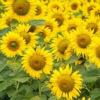 दो भावनाओं में साथ