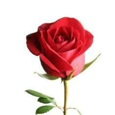 13. पुष्पों की क्यारी