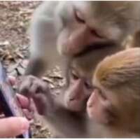 बंदर का खेल!