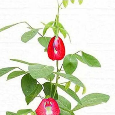 प्रकृति के प्रहरी