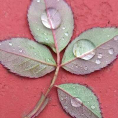 लकीरी की फ़कीरी