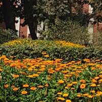 * मधुमास *