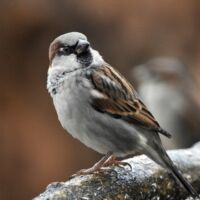 गौरैया प्यारी