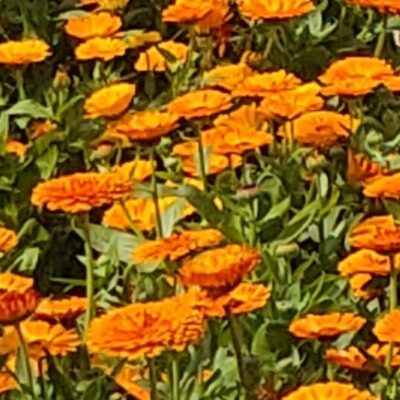 मन अपने बसाओ तो