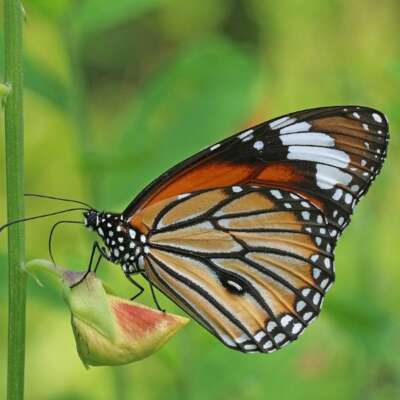 बाल कविता: तितली