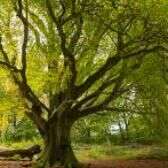 वृक्षों की भरमार करो