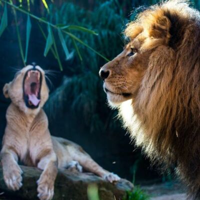 शेर - सा दहाड़ तुम।