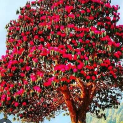 वसन्त का स्वागत है vasant kaa swagat hai