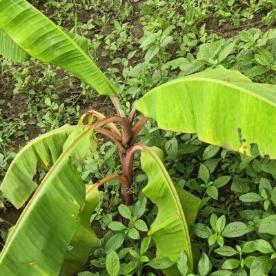 मेरा बड़ा भाई है