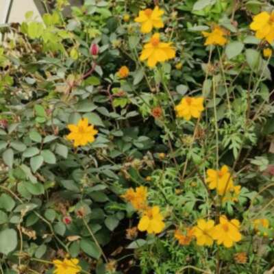 आया बसंत