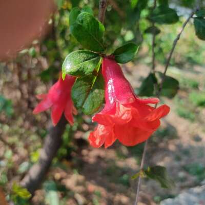 * भोर समय की *