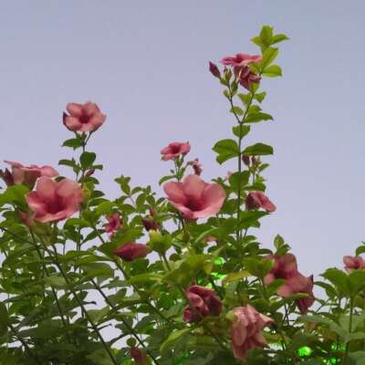 कुछ पंक्तियाँ