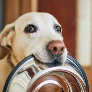 *** भूख इक टूकड़े की ,कुत्ते की इच्छा***