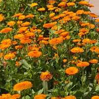 * आ गया बसंत *