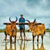 “अच्छे दिन आने वाले है” आ गये किसानो के अच्छे दिन