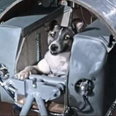 बदनसीब लाइका ( अंतरिक्ष पर भेजी जाने वाला पशु )