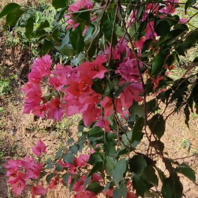 राजनीति के नाम