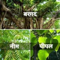 बरगद पीपल नीम तरु