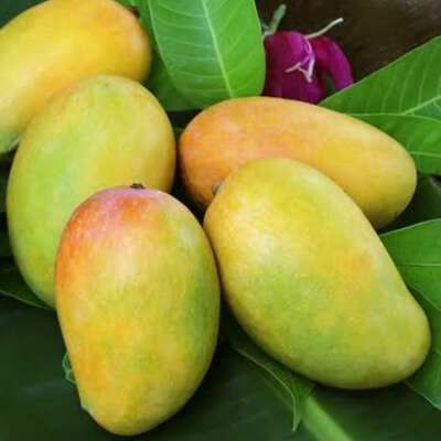 रसीला आम