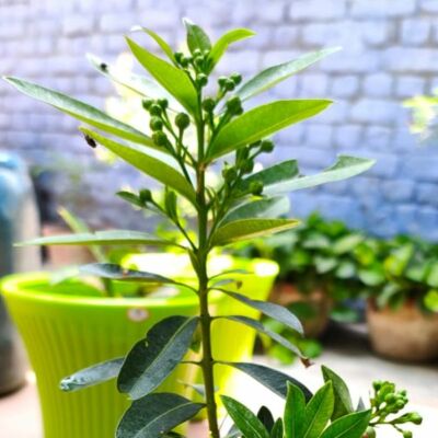 मेरे शब्द मेरी परछाई