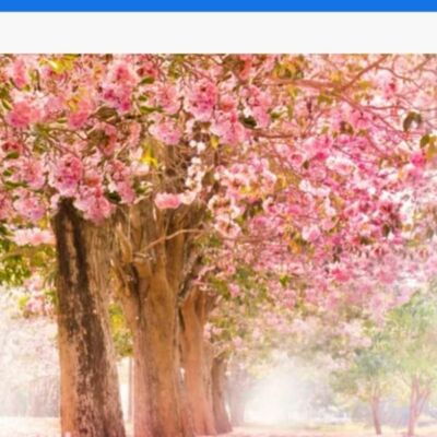 घर आंगन के वृक्ष हमारे