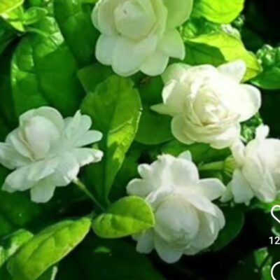 सृजन पथ पर