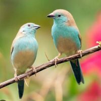 चिड़िया