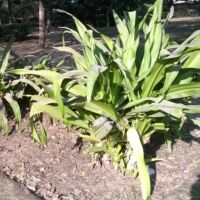 कभी तो खाल उतरनी थी