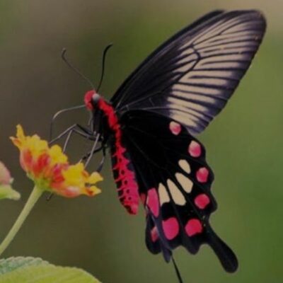 तितली रानी (बाल कविता)