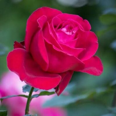 सामाजिक कविता: पाना क्या?