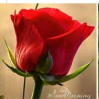 🌹खिला प्रसून।