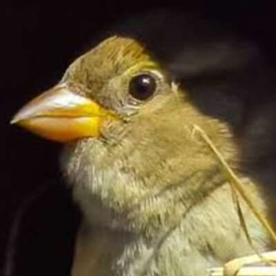 *वह अनाथ चिड़िया*