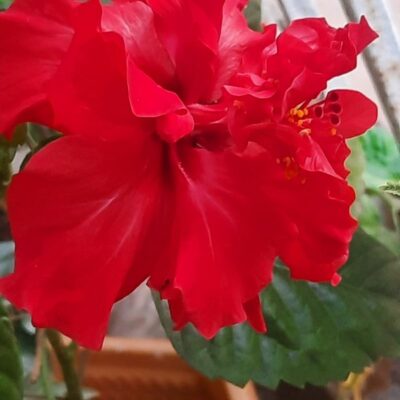 एक फूल....