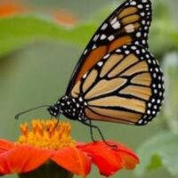 स्त्री: : अनकही कहानी