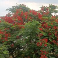 गुलमोहर