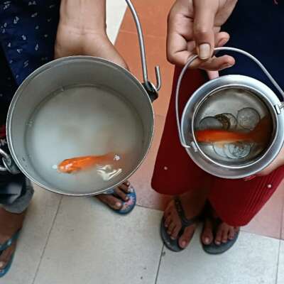 *दर्शन मछली का शुभ पाया (बाल कविता)*