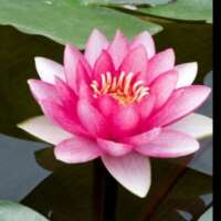 *निष्कामी (कुंडलिया)*