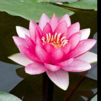 *निष्कामी (कुंडलिया)*