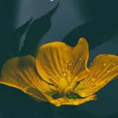 🌺🌺मेरी सादगी को बदनाम ना करो🌺🌺