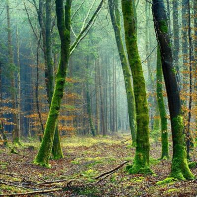 *भारत की वन्य विरासत*