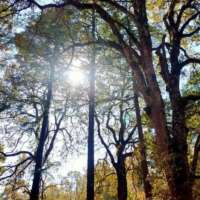 पंछियों का कलरव सुनाई ना देगा