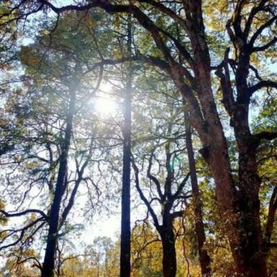 पंछियों का कलरव सुनाई ना देगा