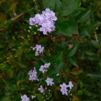 01 ll प्रकृति की पुकार ll