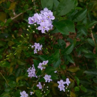 01 ll प्रकृति की पुकार ll