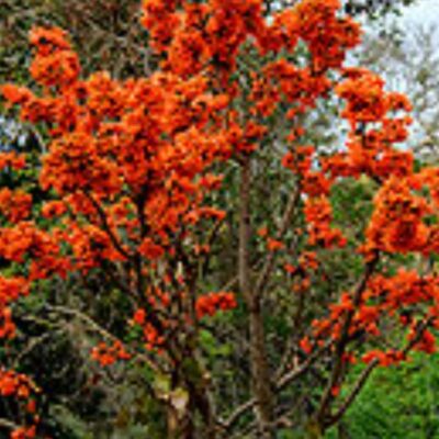 समझदारी ने दिया धोखा*