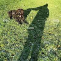 मार्मिक फोटो