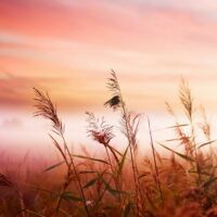 बारिश की बूंदें जब थिरकतीं,