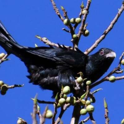 कोयल मतवाली