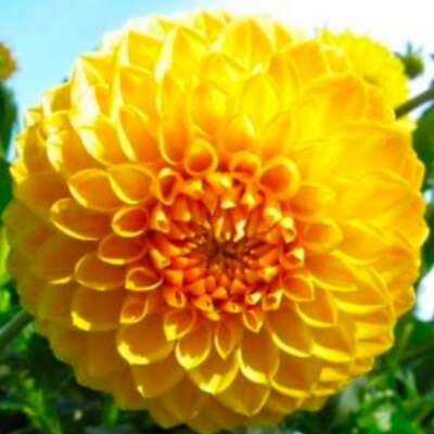 उपेक्षित फूल