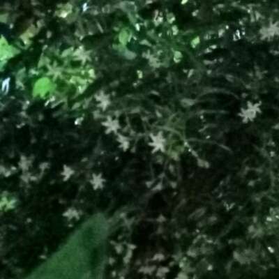 जादुई कलम